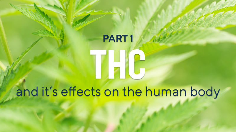 Cannabinoids Explained (Part 1): THC and Its Effects on the Human Body