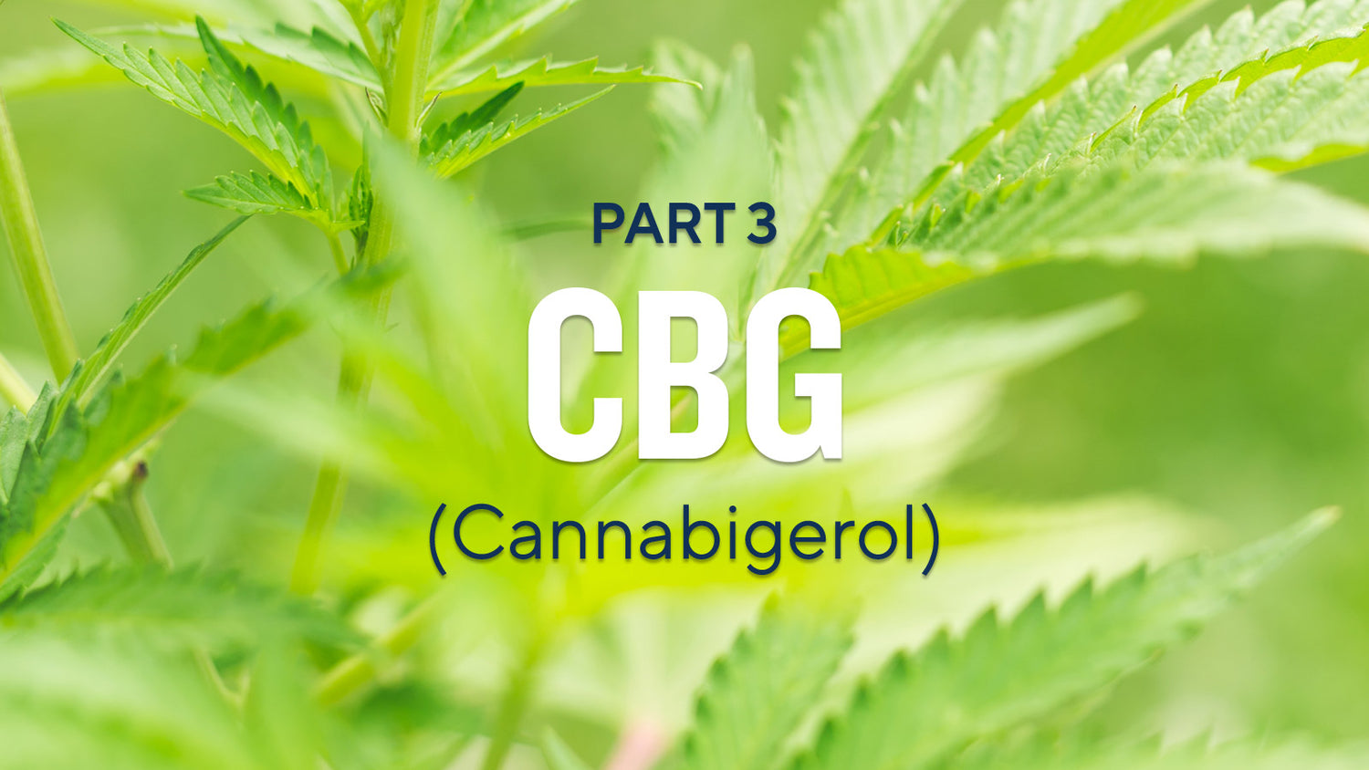 Cannabinoids Explained (Part 3): Cannabigerol (CBG)