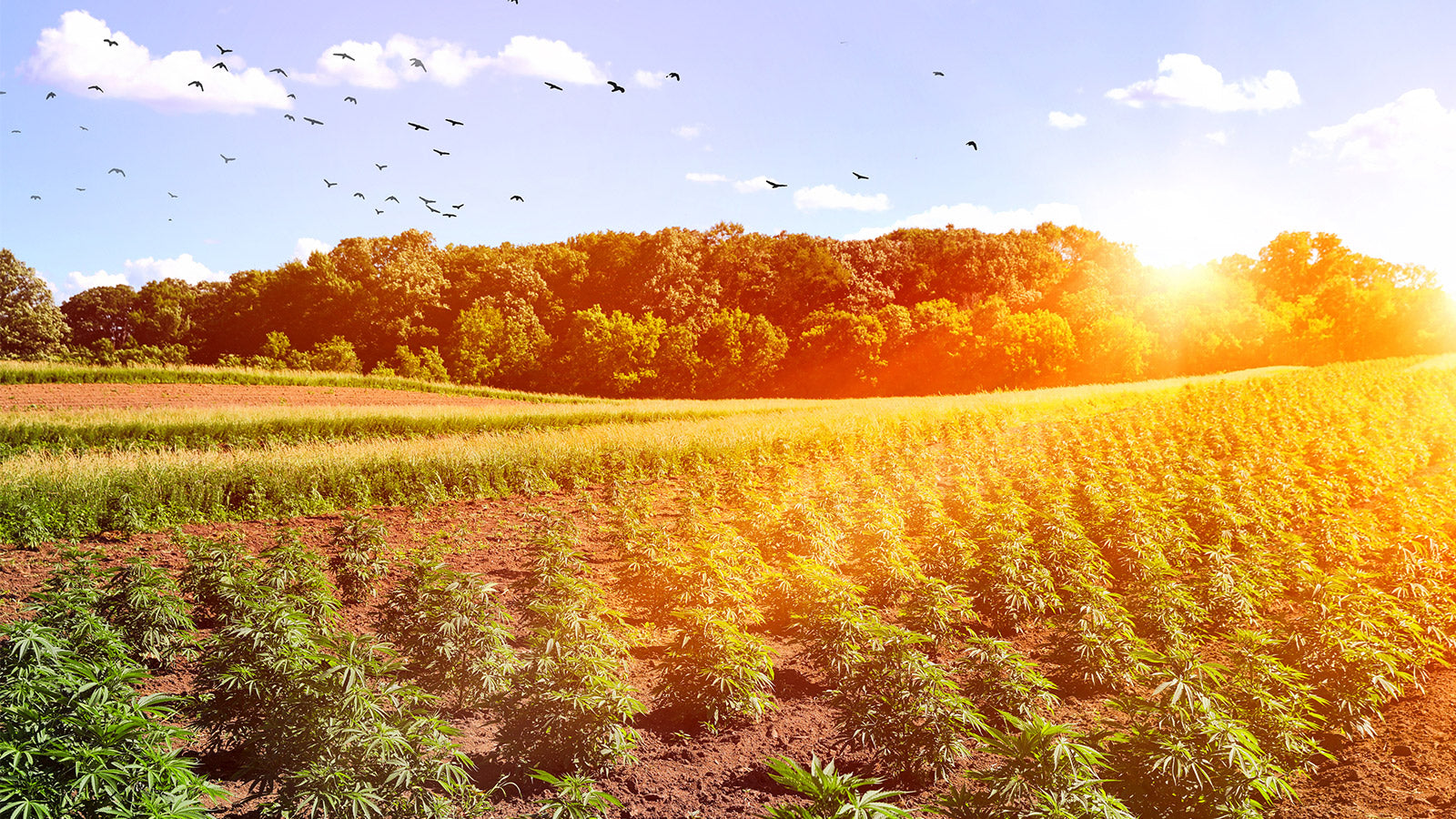 Hemp Farm Act 2018