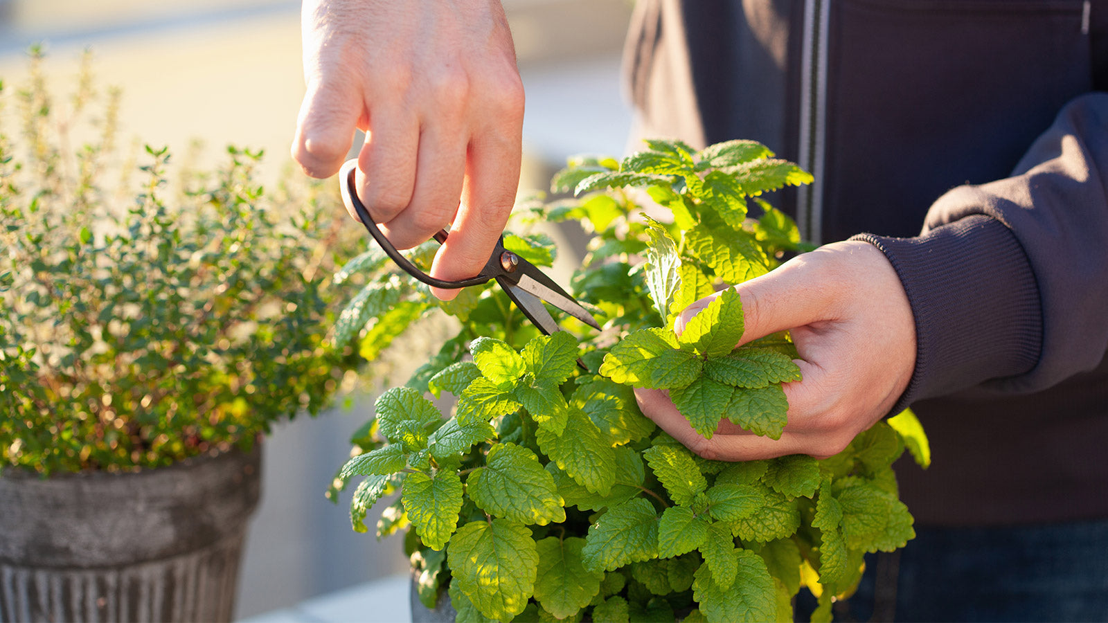 Farmer cutting fresh lemon balm - a natural herb known to support healthy sleep.