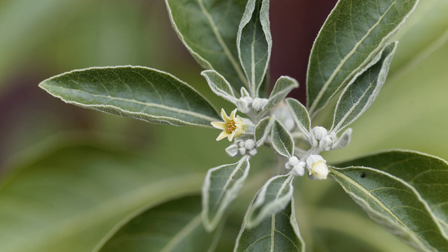 Health Benefits of Ashwagandha