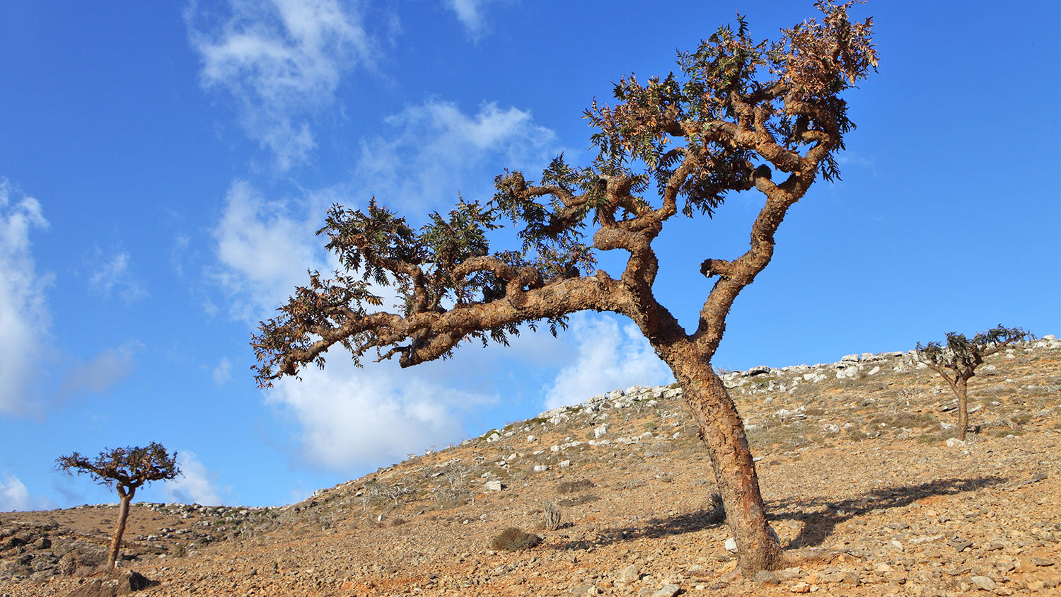 What is Boswellia