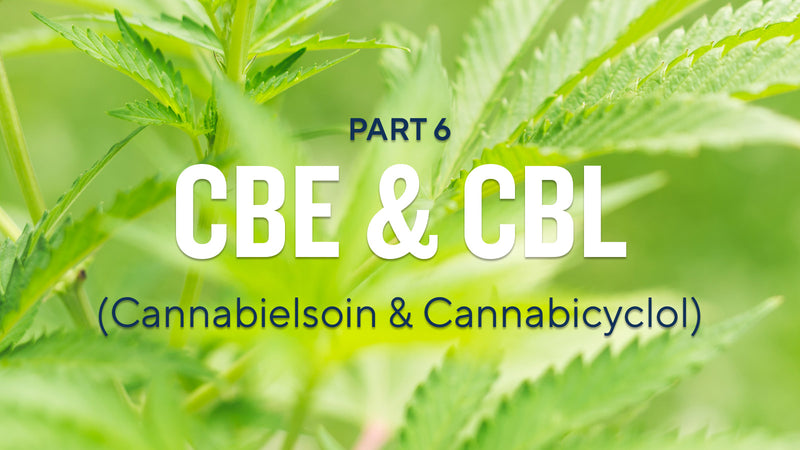 Cannabinoids Explained (Part 6): CBE (Cannabielsoin) & CBL (Cannabicyclol)