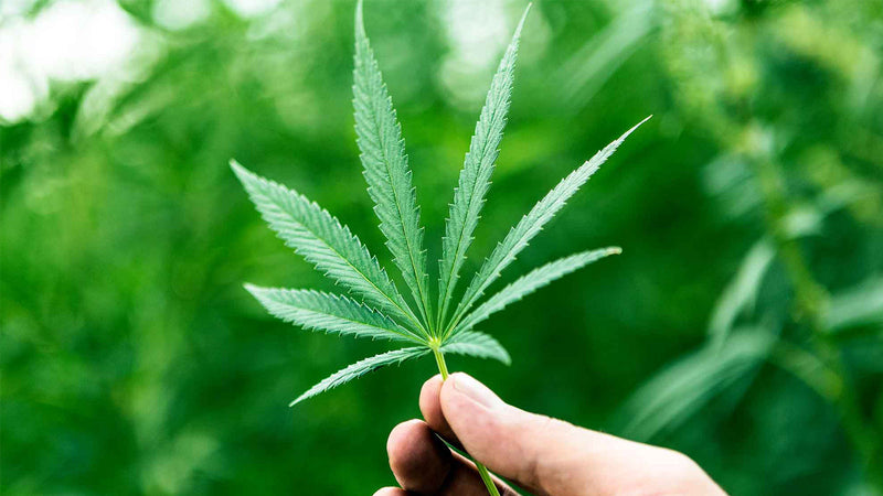 What are the Differences between Hemp, Marijuana, and Cannabis?