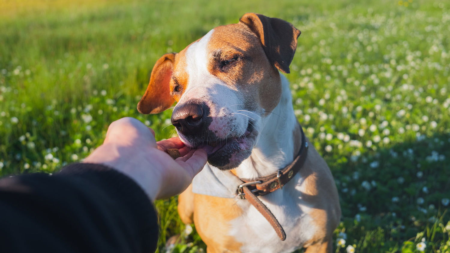 CBD Treats for Dogs