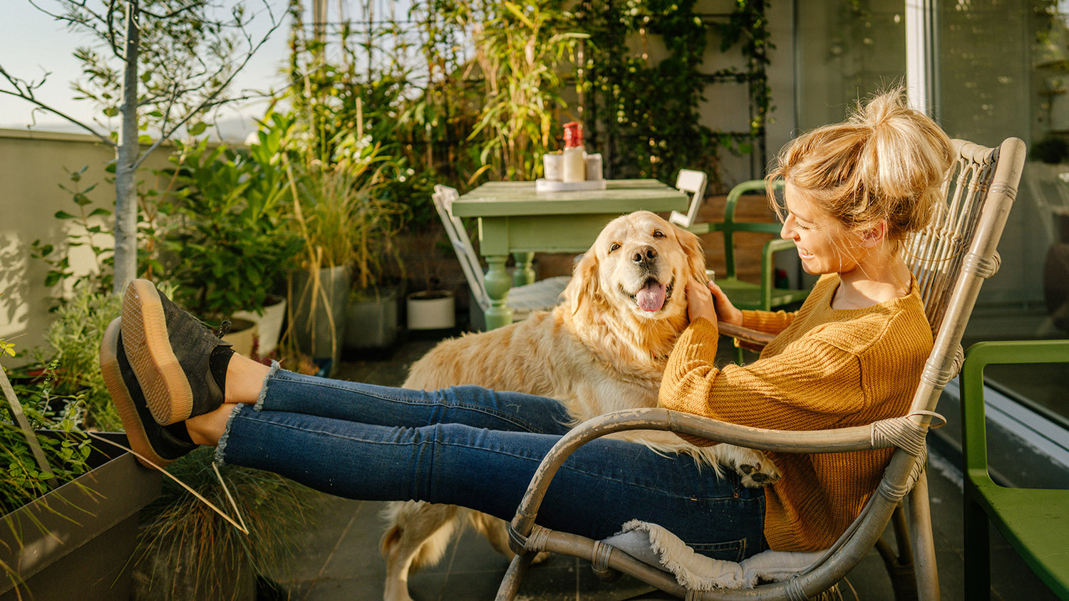 Older golden retriever dog in his owner's lap after taking CBD.