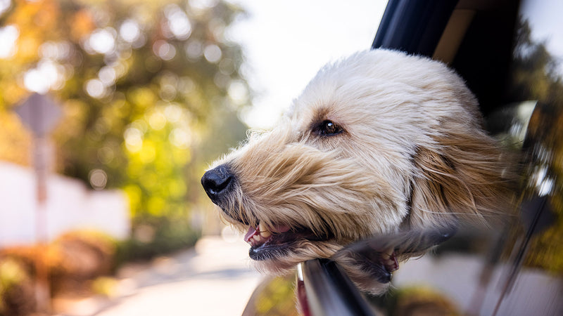 Calm dog riding in the car with no anxiety after taking Elixinol's CBD products.