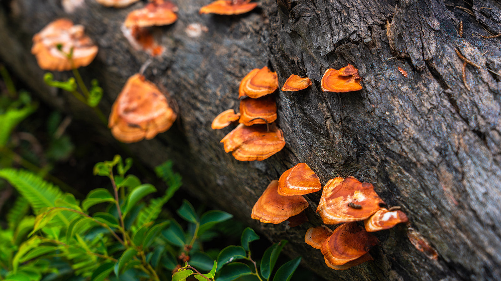 Reishi mushrooms, a type of adaptogen, growing in nature.