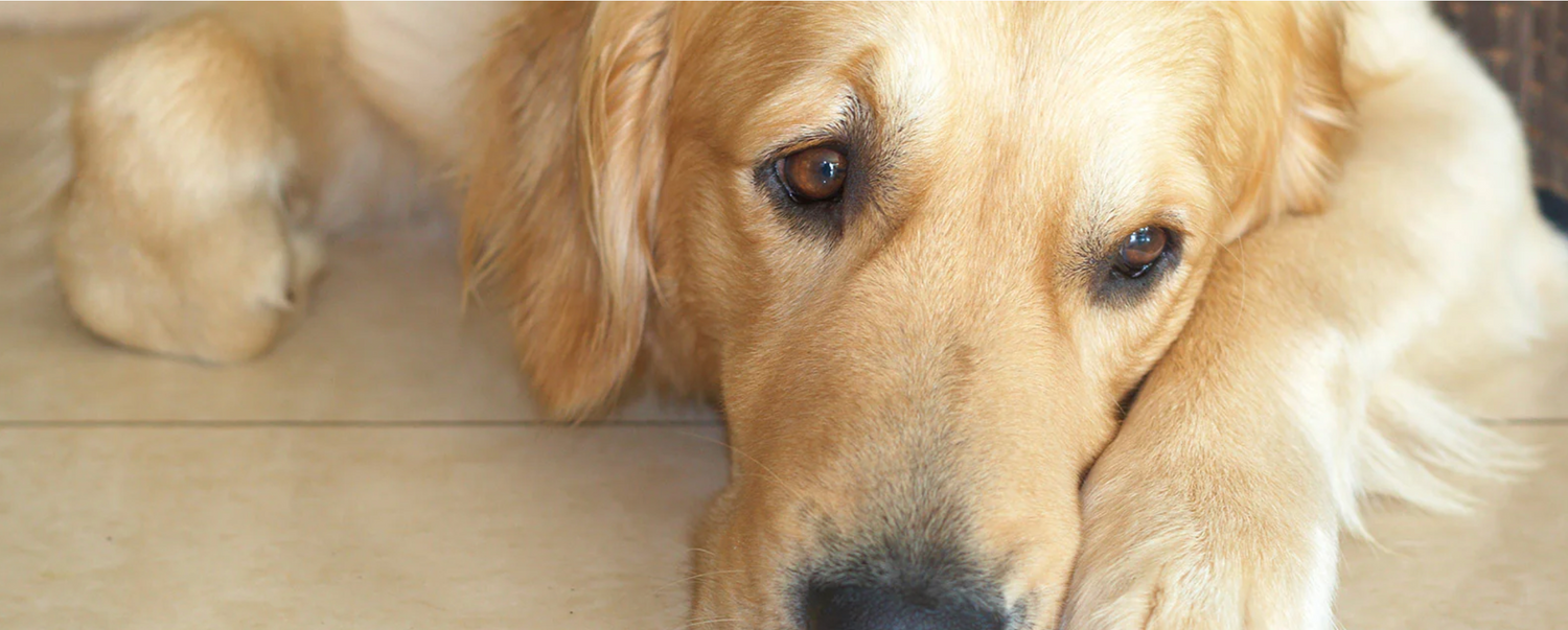 Golden Retriever calmly laying down