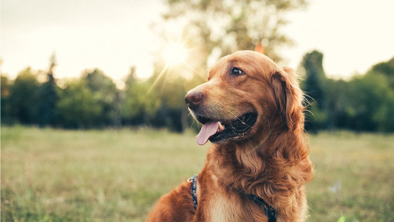 Golden retriever dog in a field after taking CBD oil